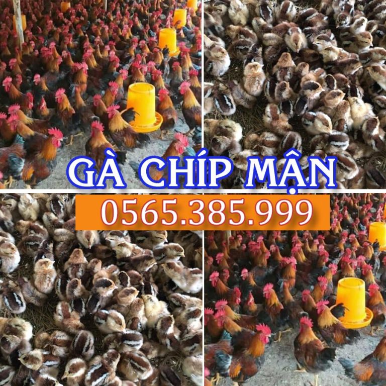 Gà chíp mận - Gà chip tầu - Trại giống gia cầm Phú Quý