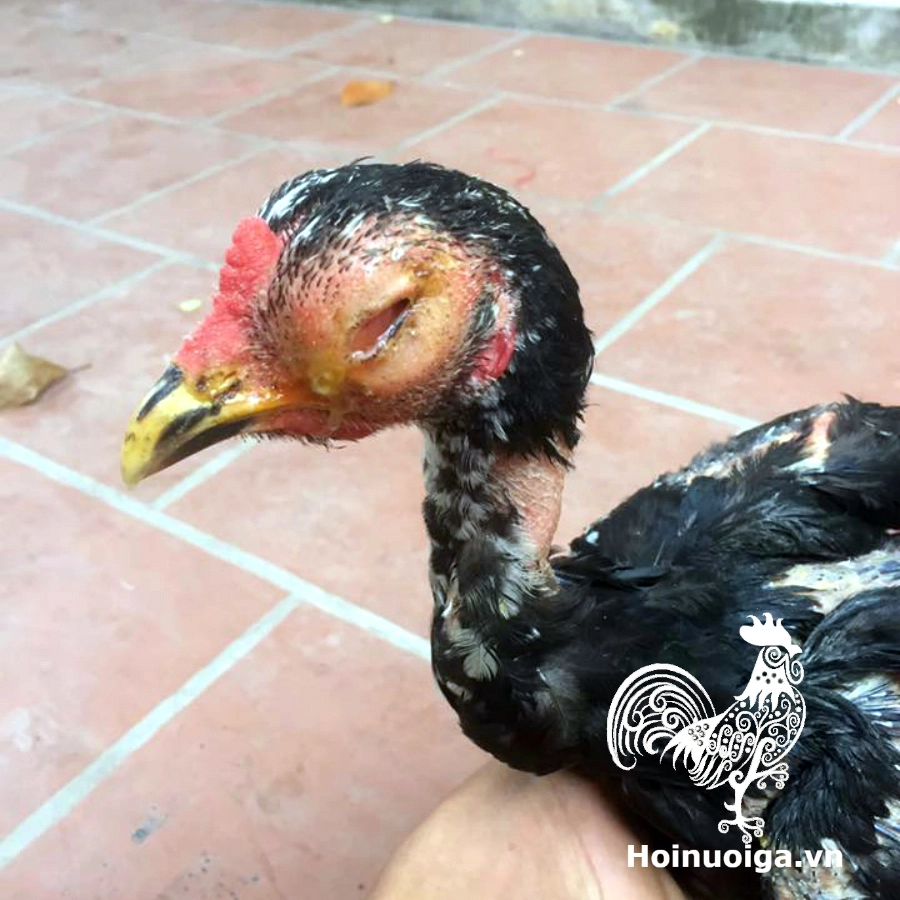 GÀ BỌ SƯNG MẮT CÓ BÃ ĐẬU ĐẶC QUÁNH BÊN TRONG KHÓ CHỊU
